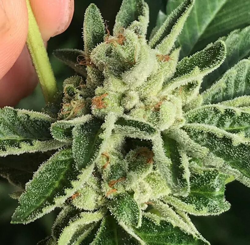808 Genetics