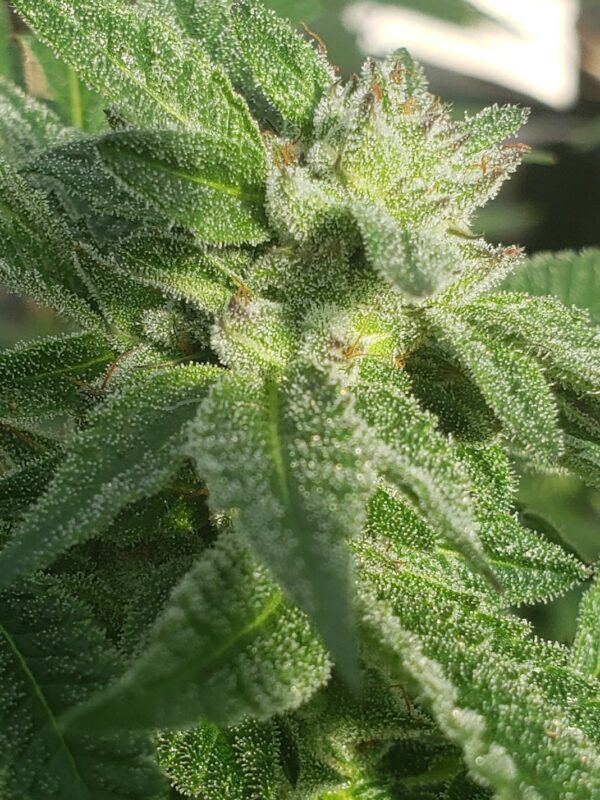 808 Genetics
