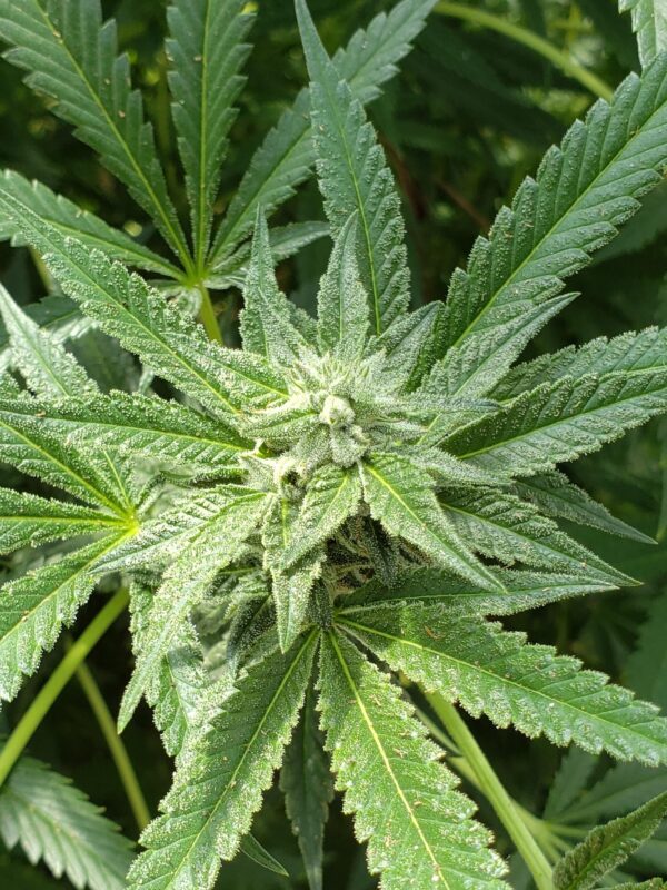 808 Genetics
