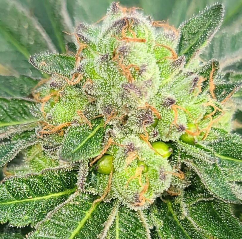 808 Genetics