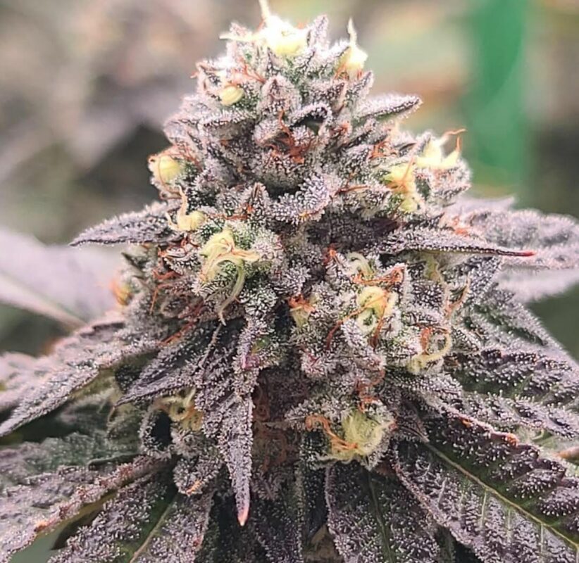 808 Genetics