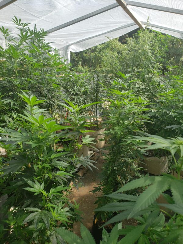 808 Genetics