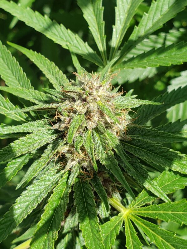 808 Genetics