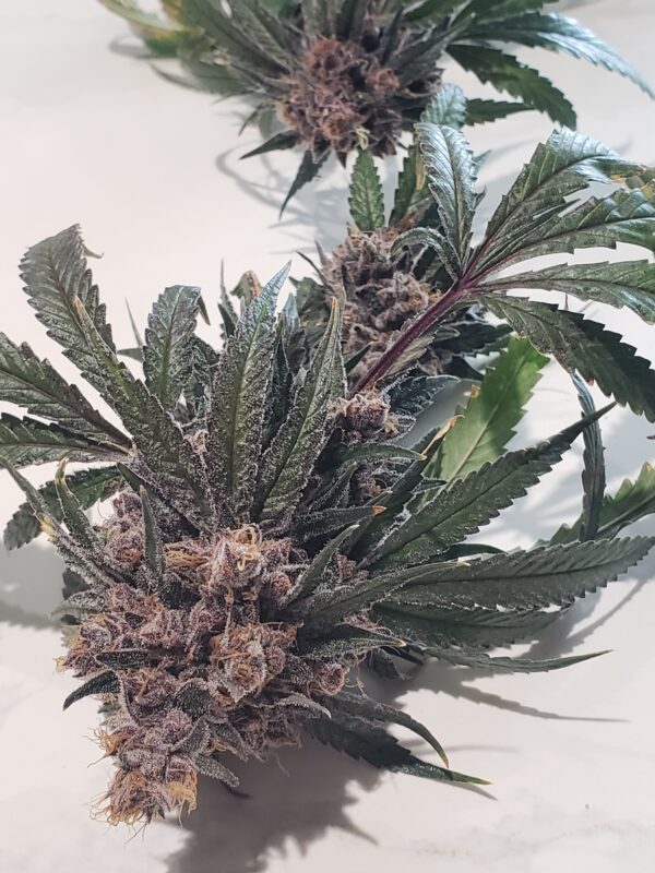 808 Genetics