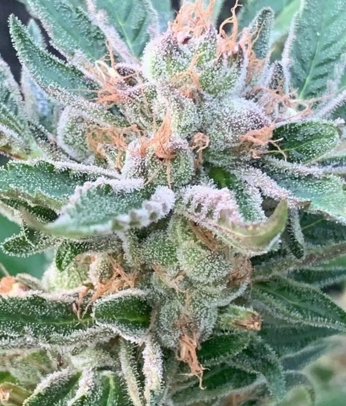 808 Genetics