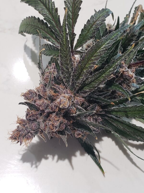 808 Genetics