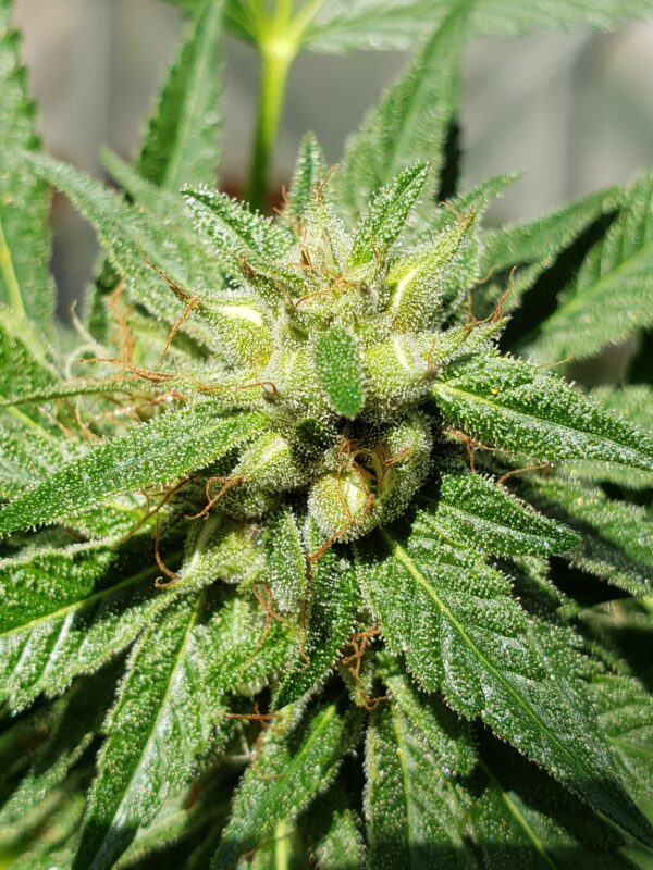 808 Genetics