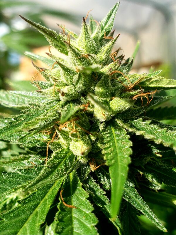808 Genetics