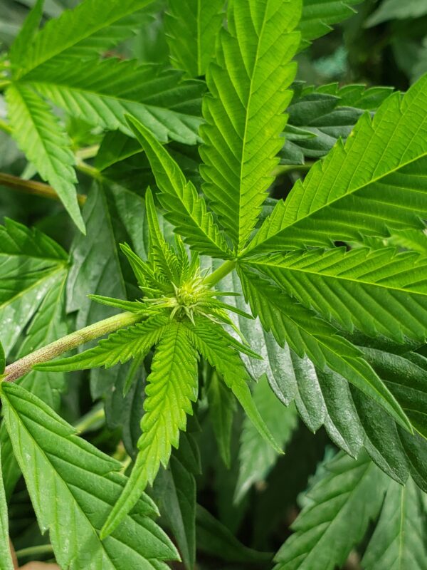 808 Genetics