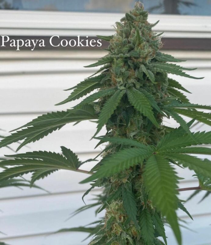 808 Genetics