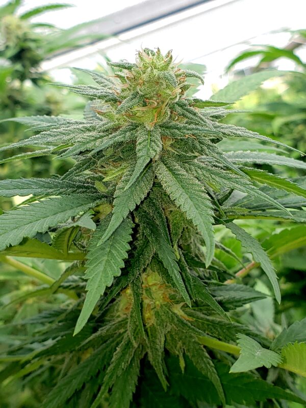 808 Genetics