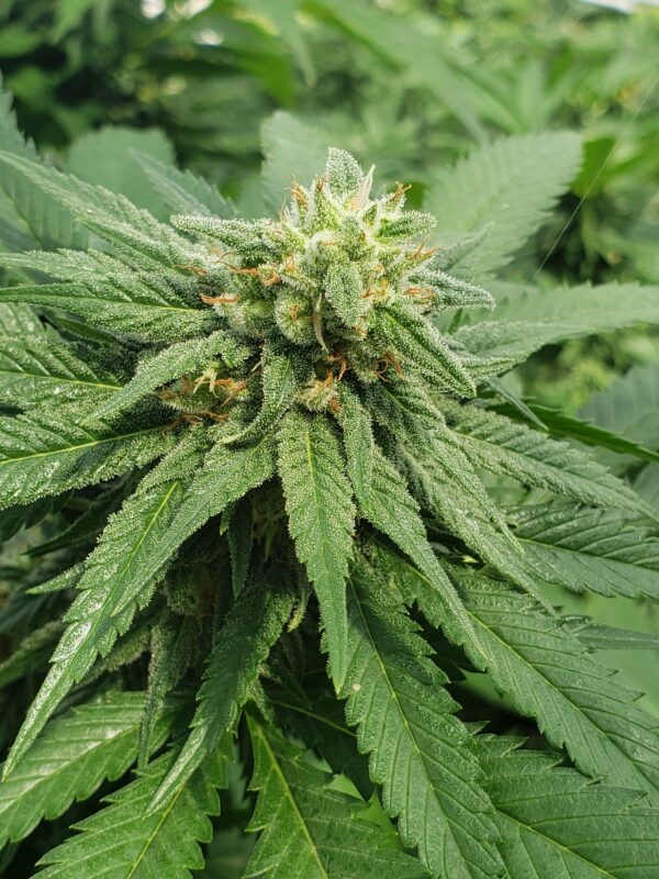 808 Genetics