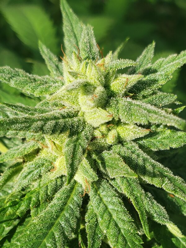 808 Genetics