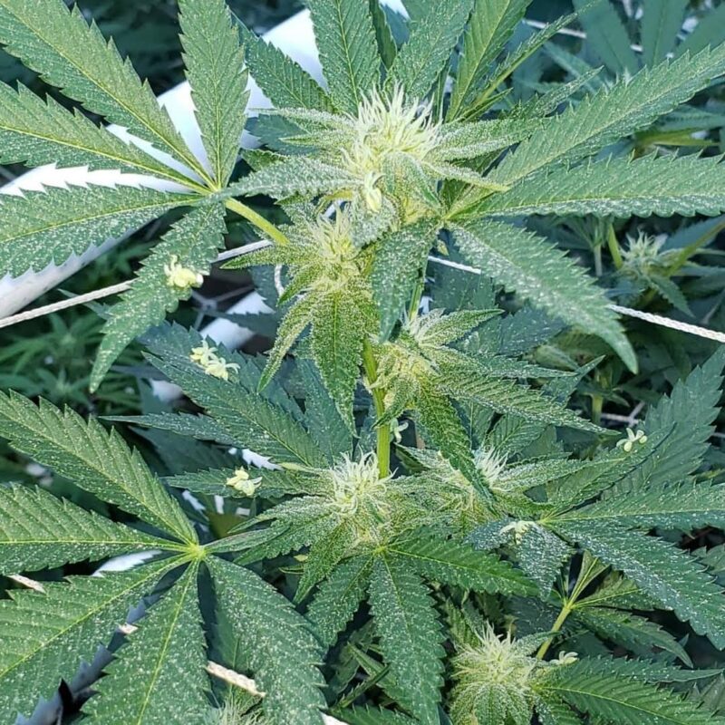 808 Genetics