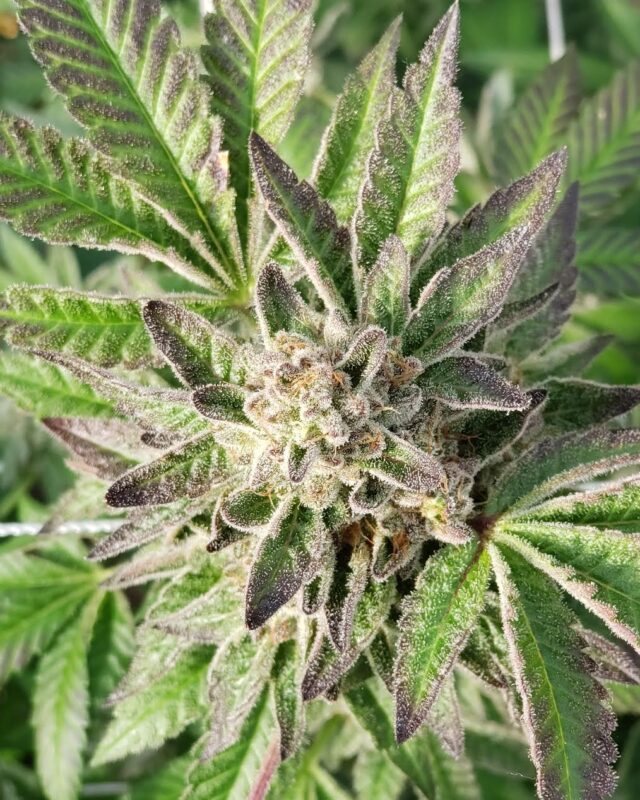 808 Genetics