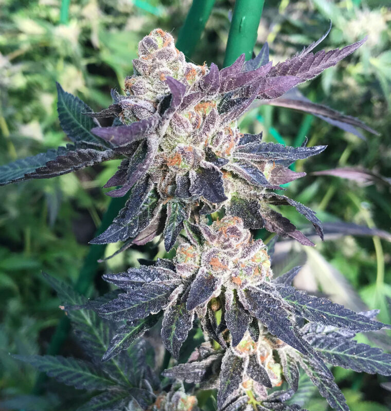 808 Genetics