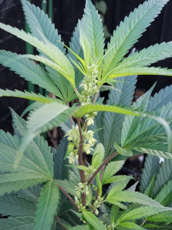 808 Genetics