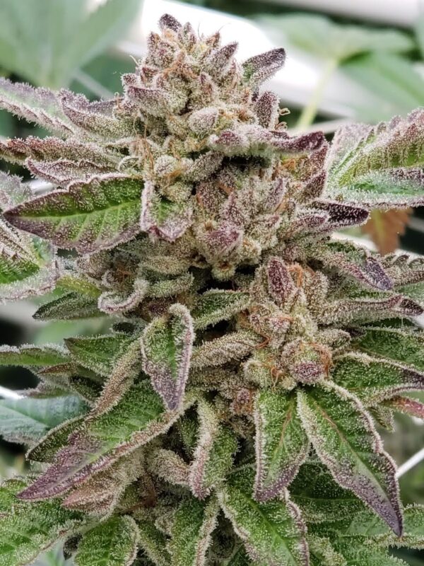 808 Genetics