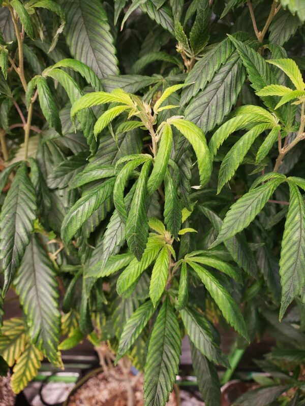 808 Genetics