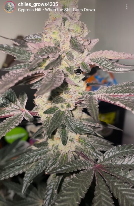 808 Genetics