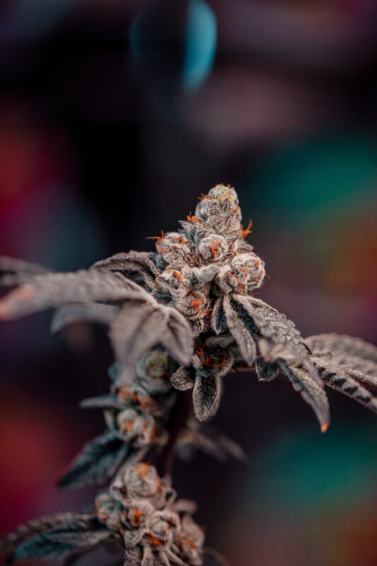 808 Genetics
