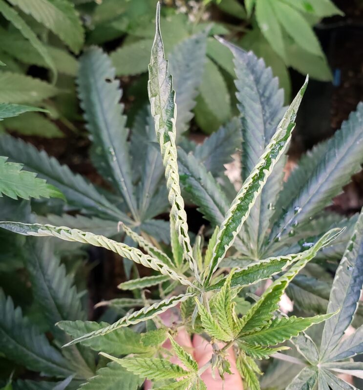 808 Genetics