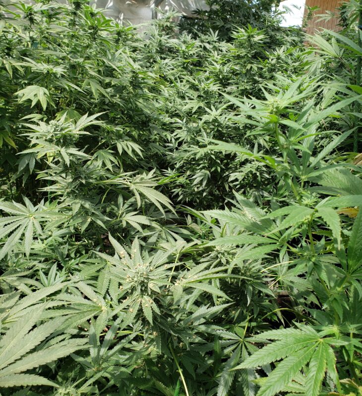 808 Genetics