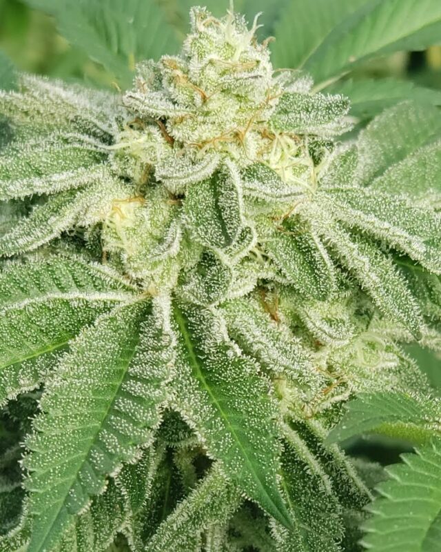 808 Genetics