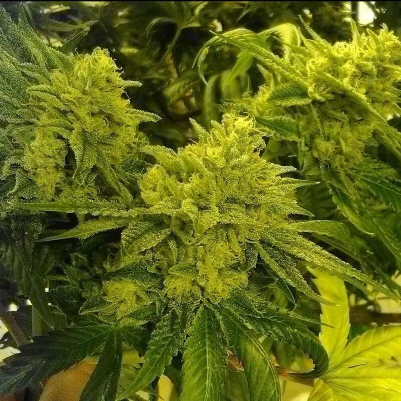 808 Genetics