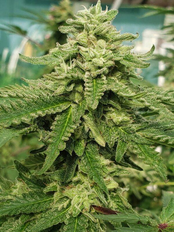 808 Genetics