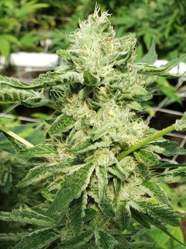 808 Genetics
