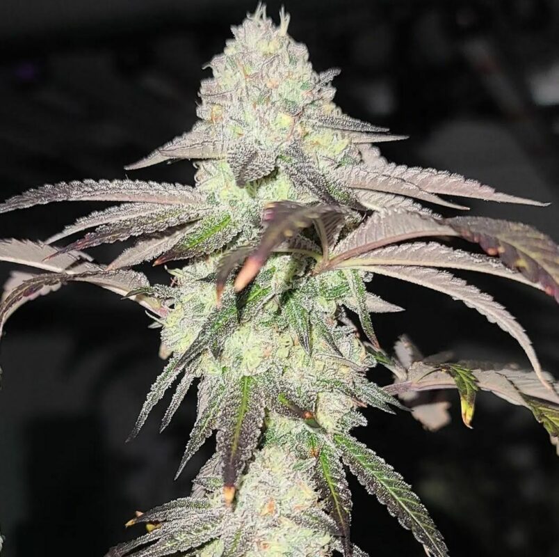 808 Genetics
