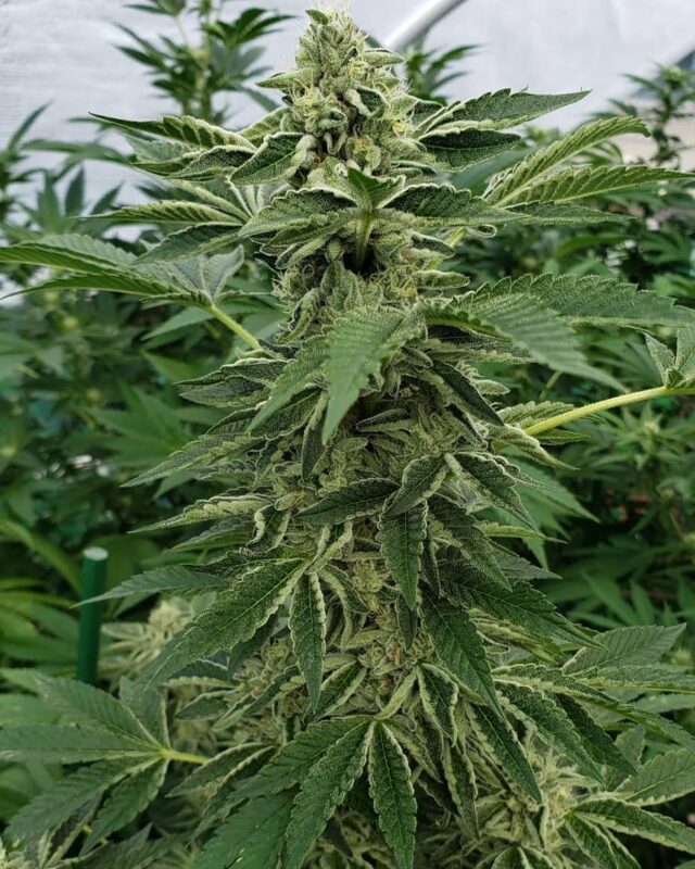 808 Genetics