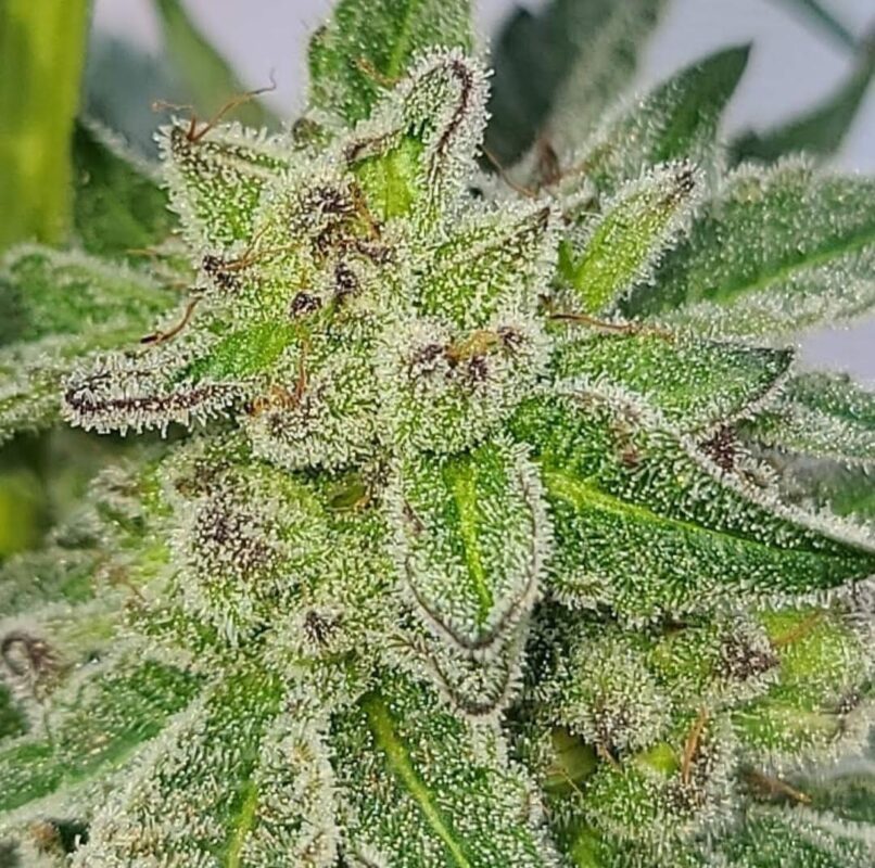 808 Genetics