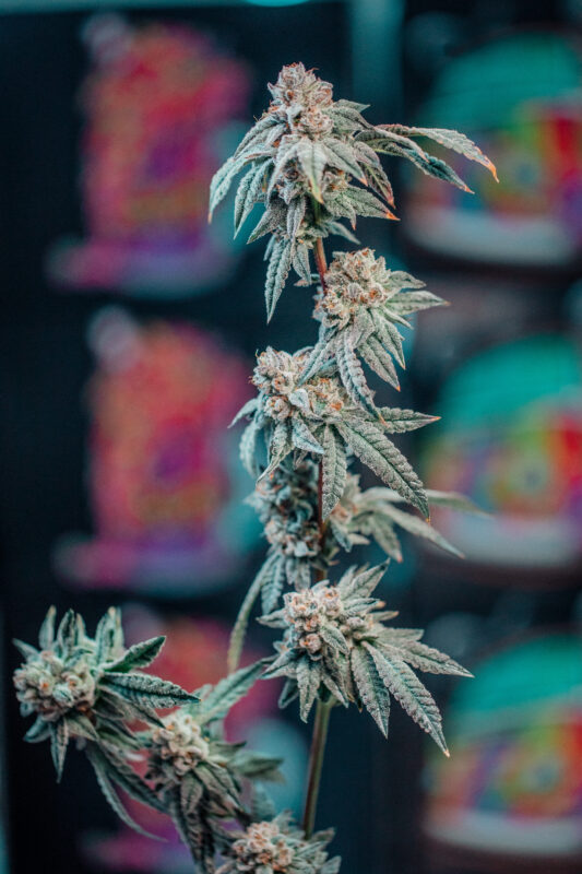 808 Genetics