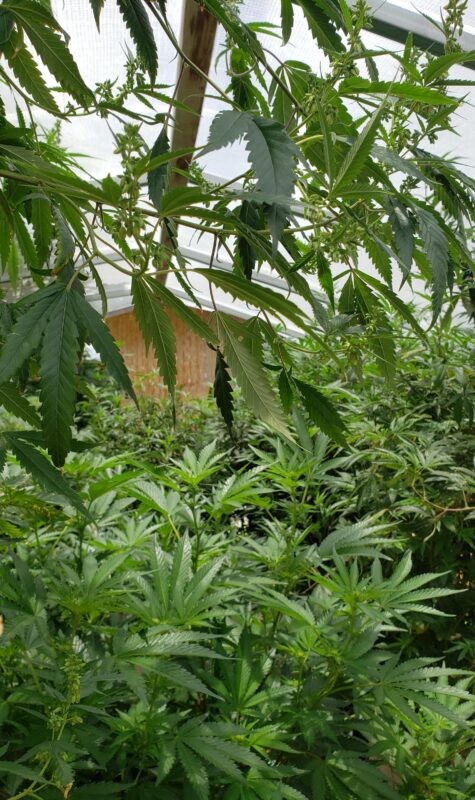 808 Genetics