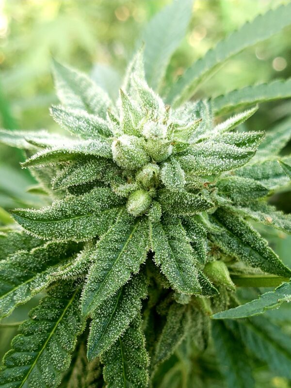 808 Genetics