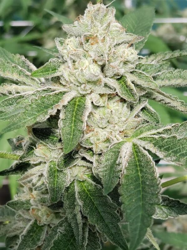 808 Genetics