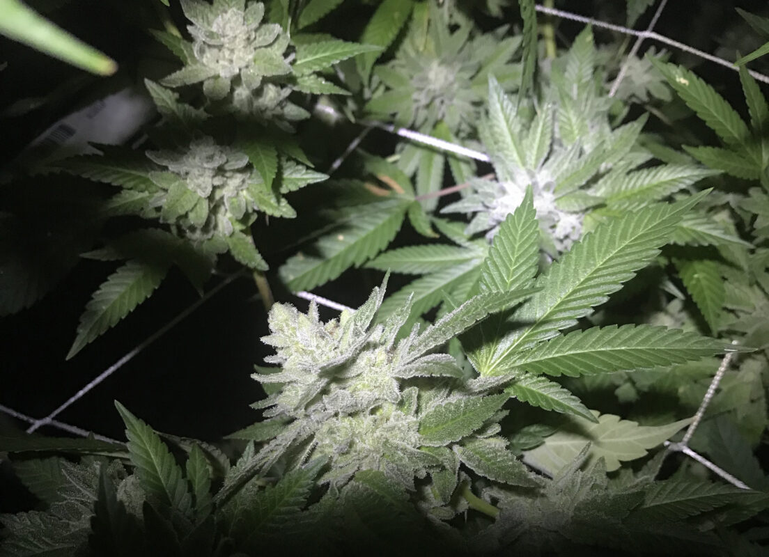 808 Genetics