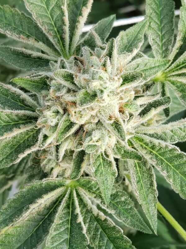 808 Genetics