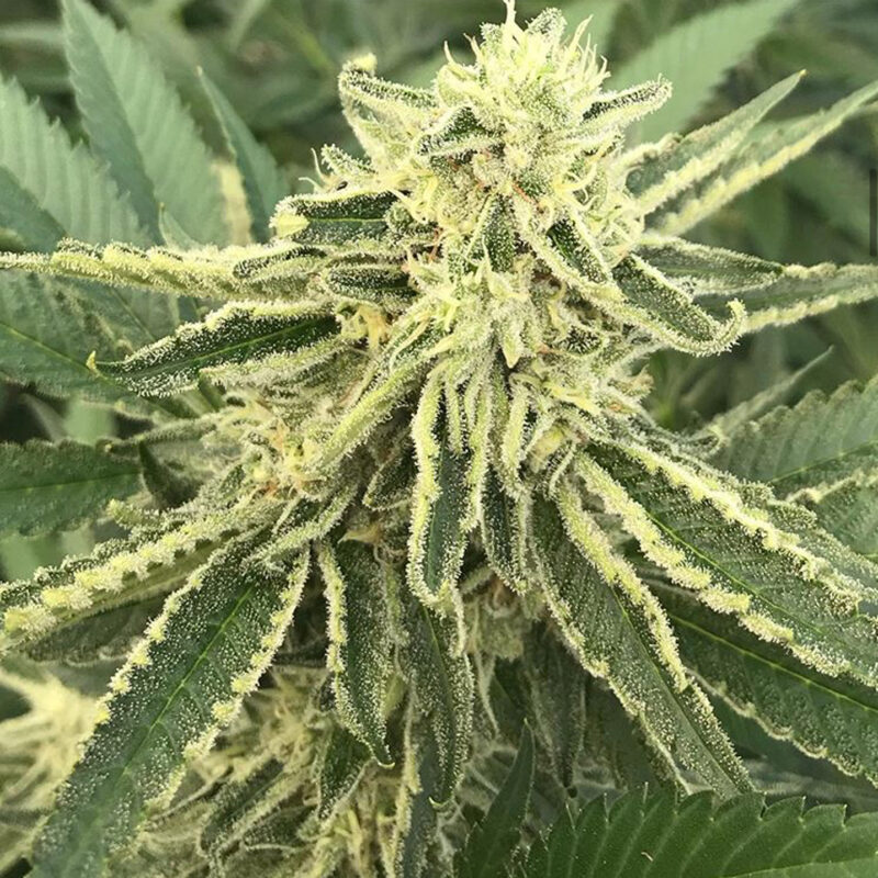 808 Genetics