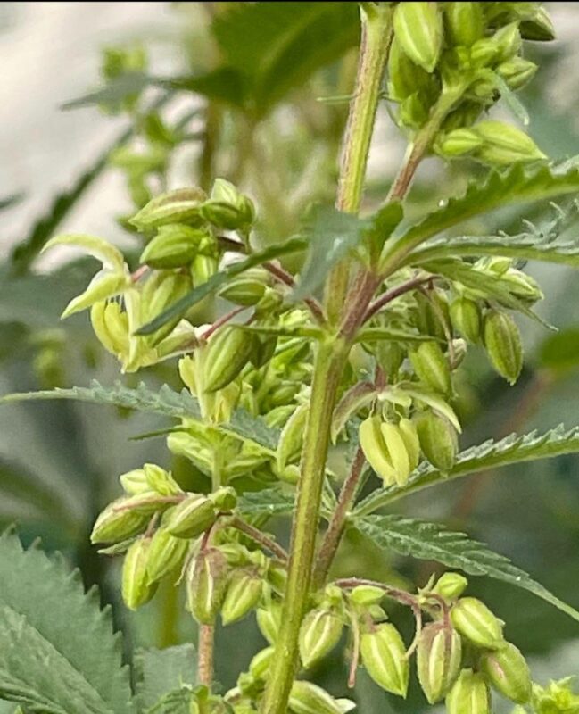 808 Genetics
