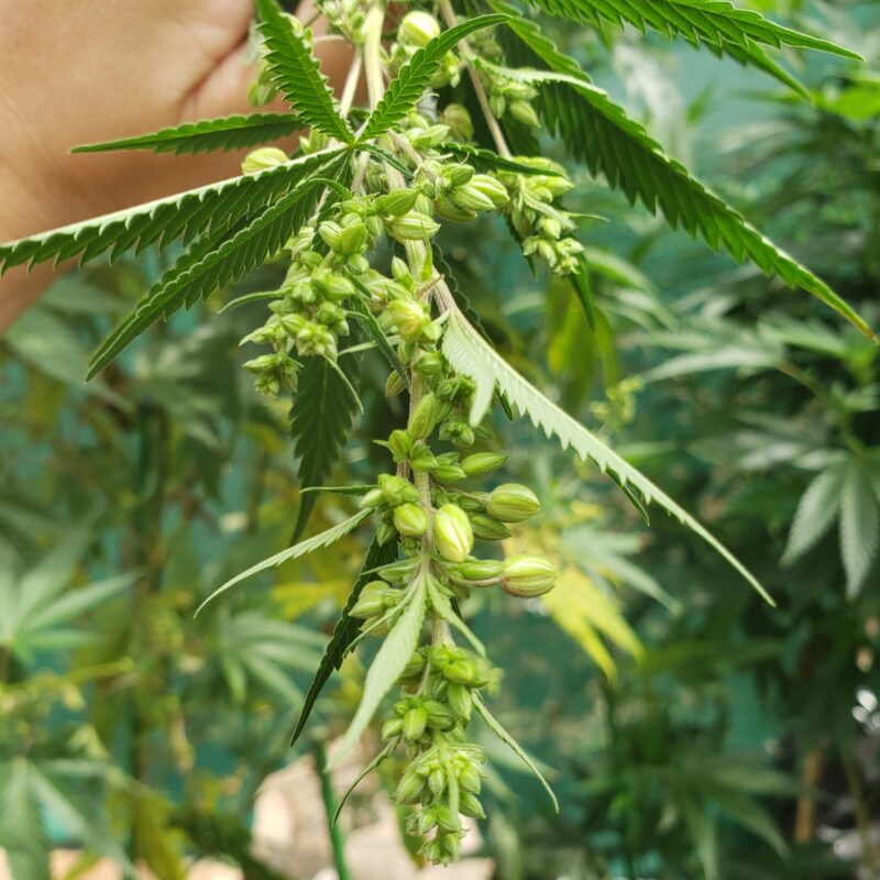 808 Genetics