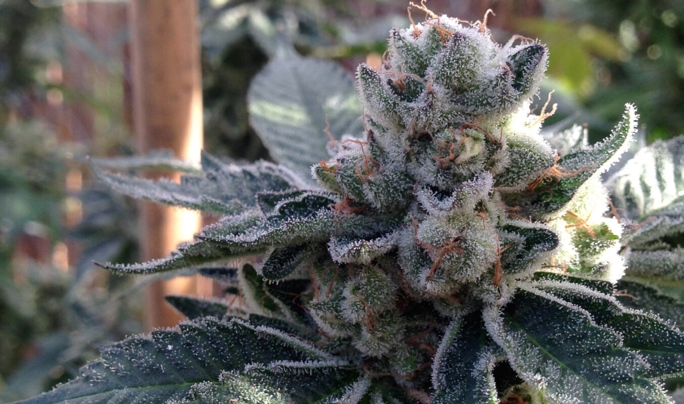 808 Genetics