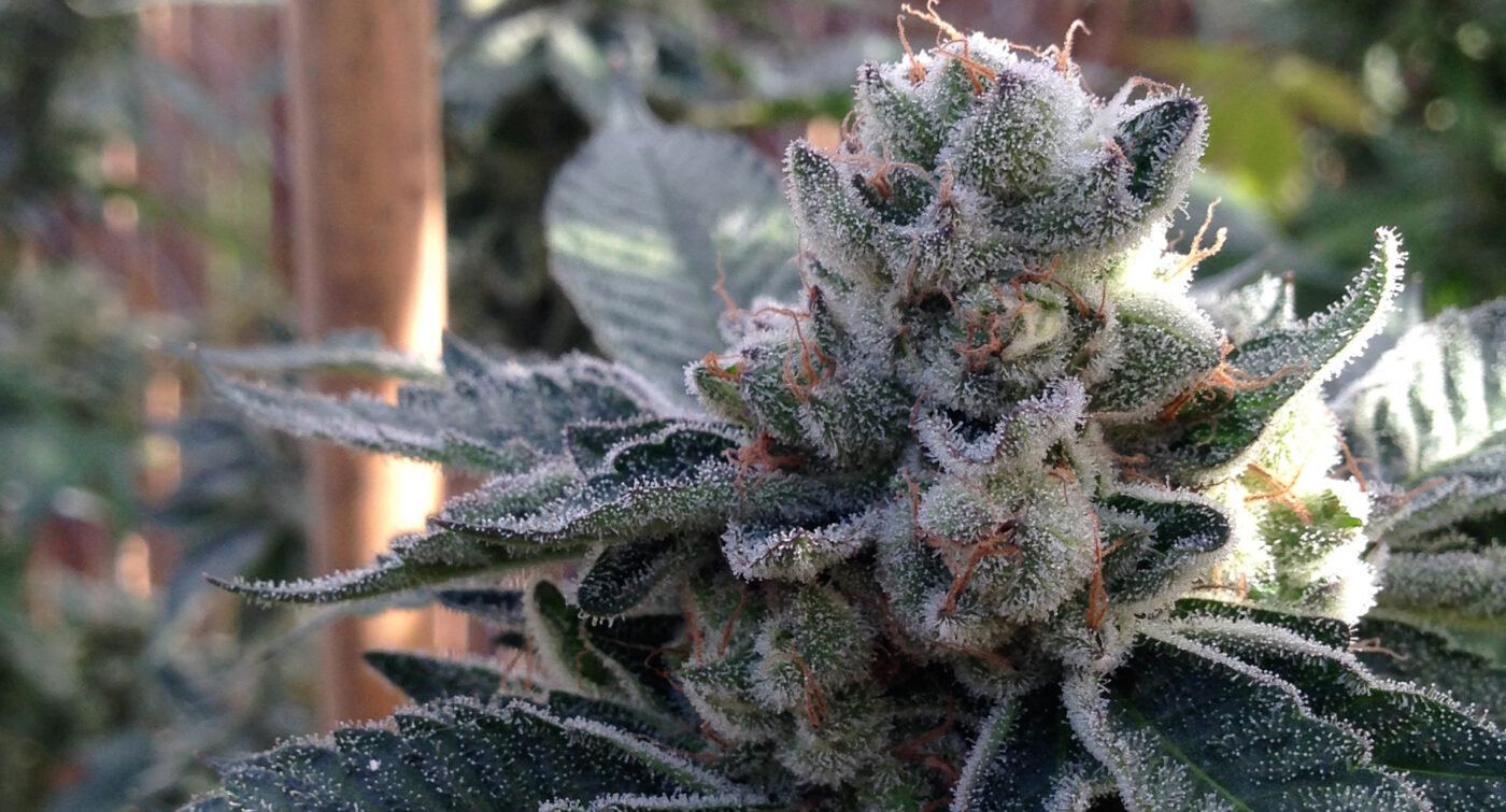 808 Genetics