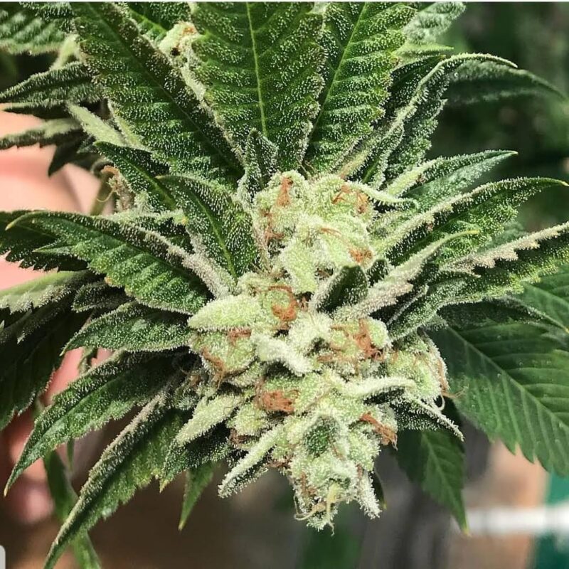 808 Genetics
