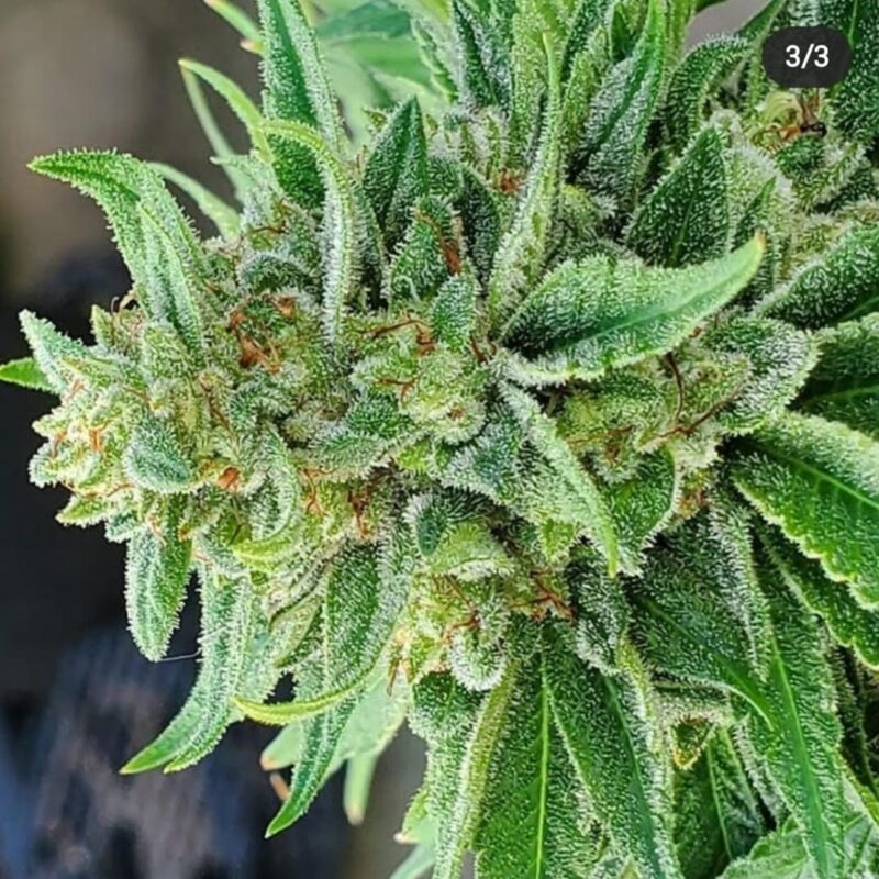 808 Genetics