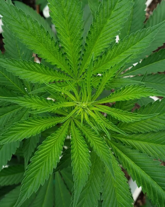 808 Genetics