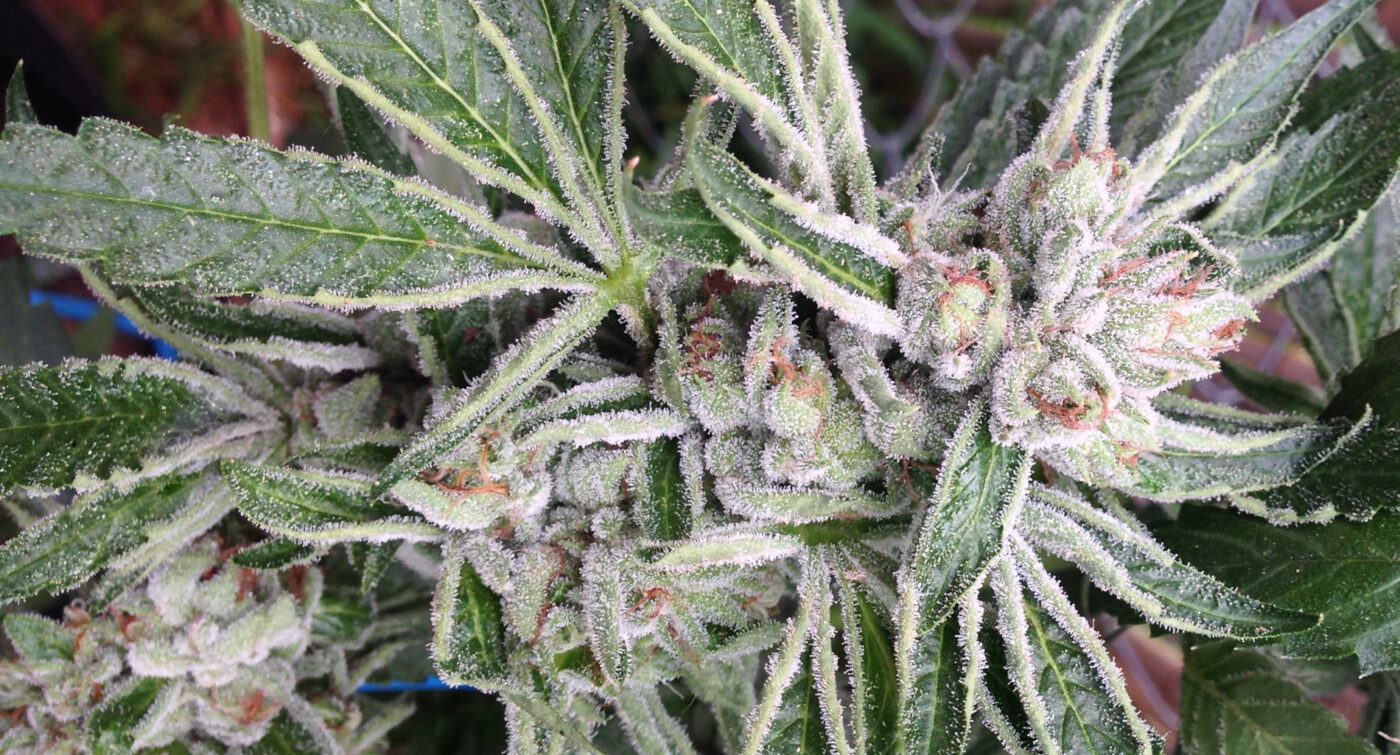808 Genetics