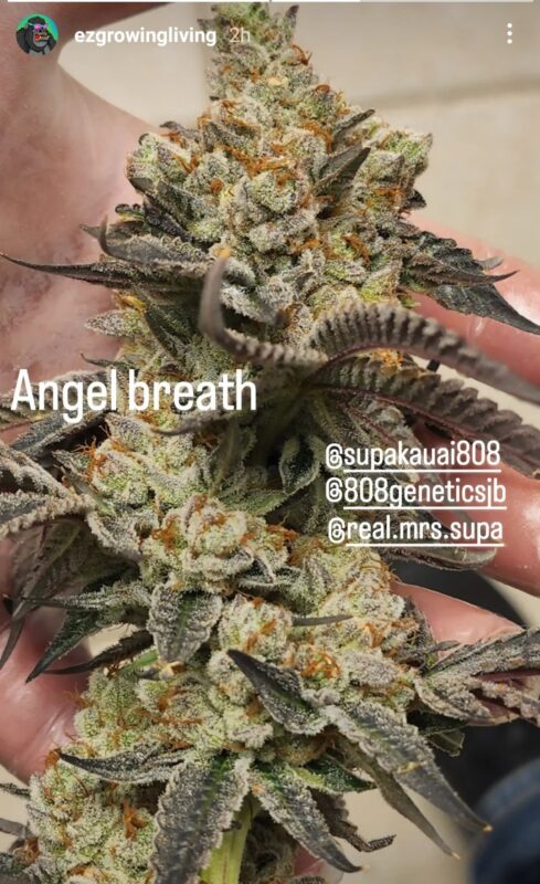 808 Genetics